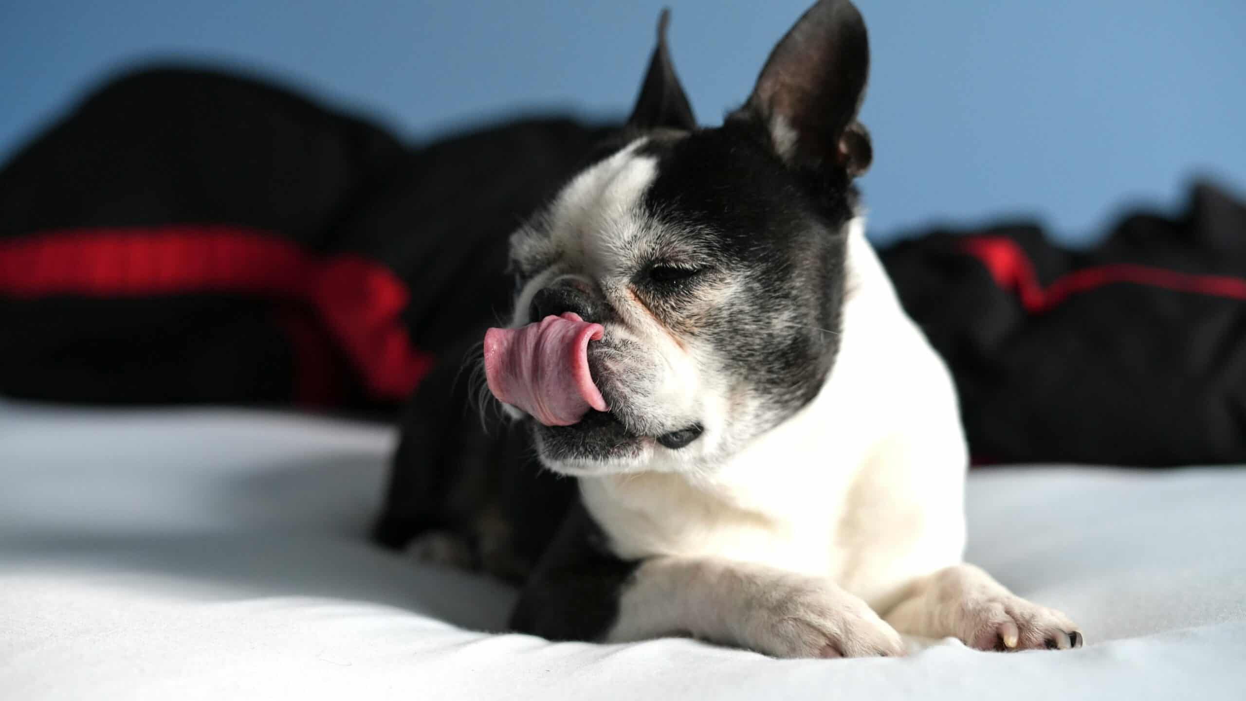 dog licking its nose