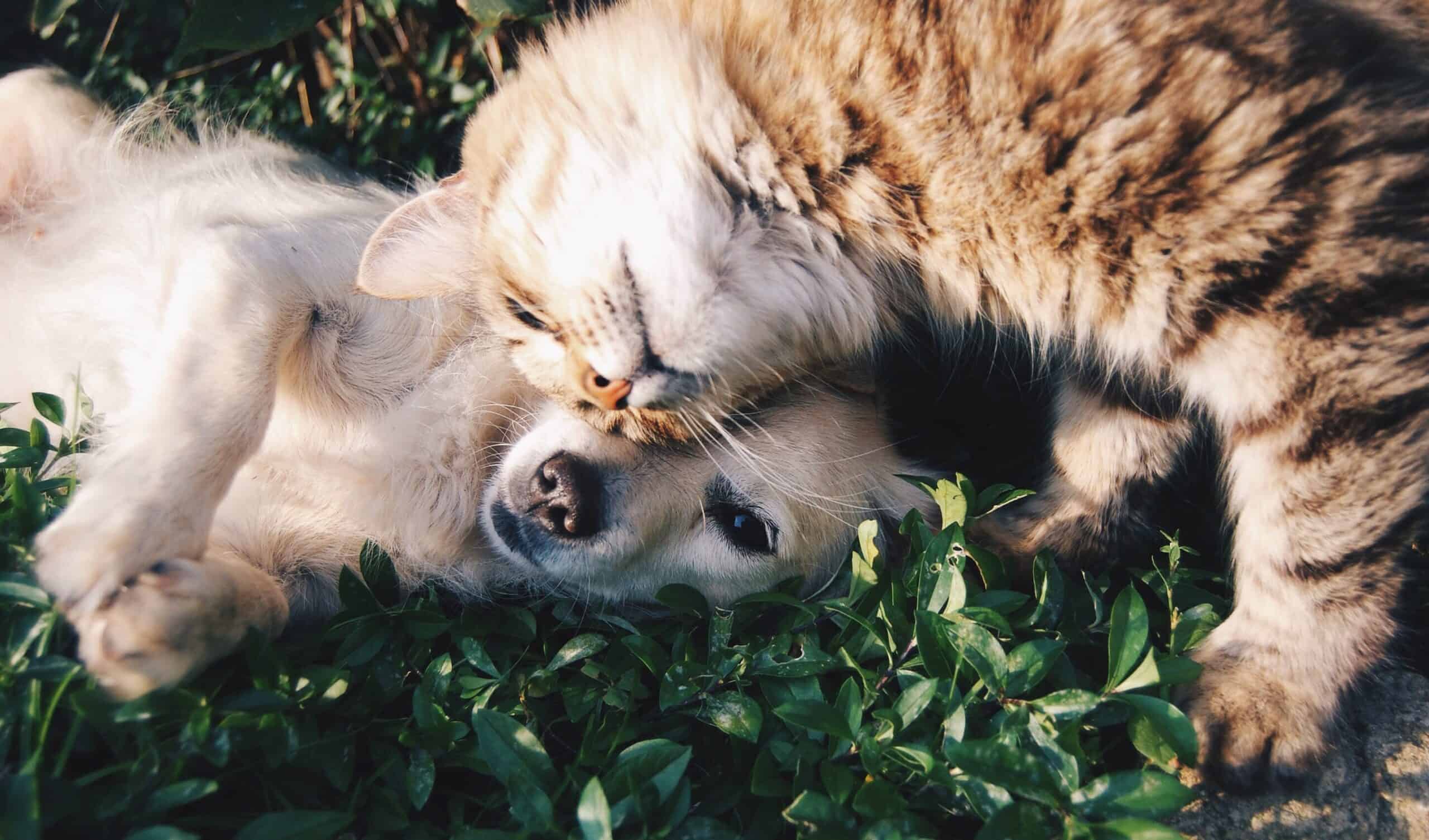 The Most Important Pet Ownership Statistics and Facts for 2026