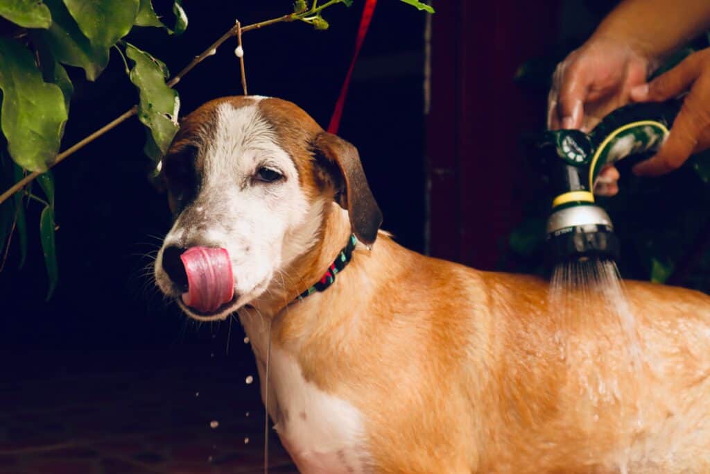 remove skunk odor from a dog remove skunk odor from a dog