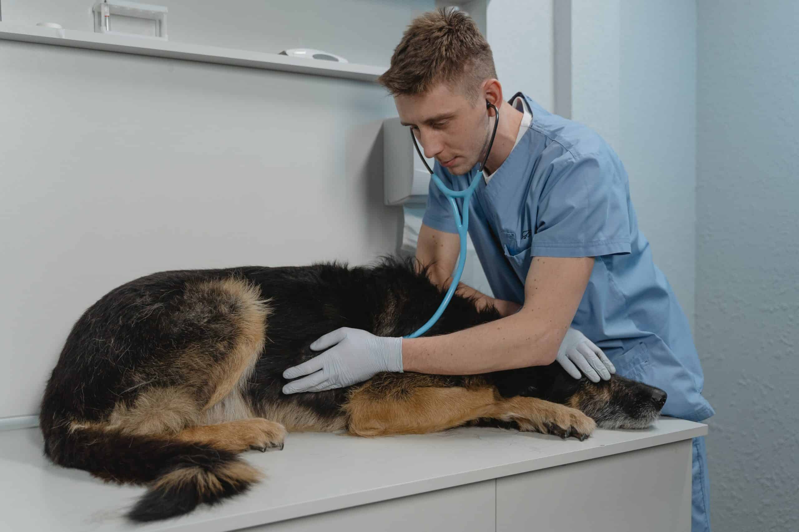how to care for a sick dog how to care for a sick dog