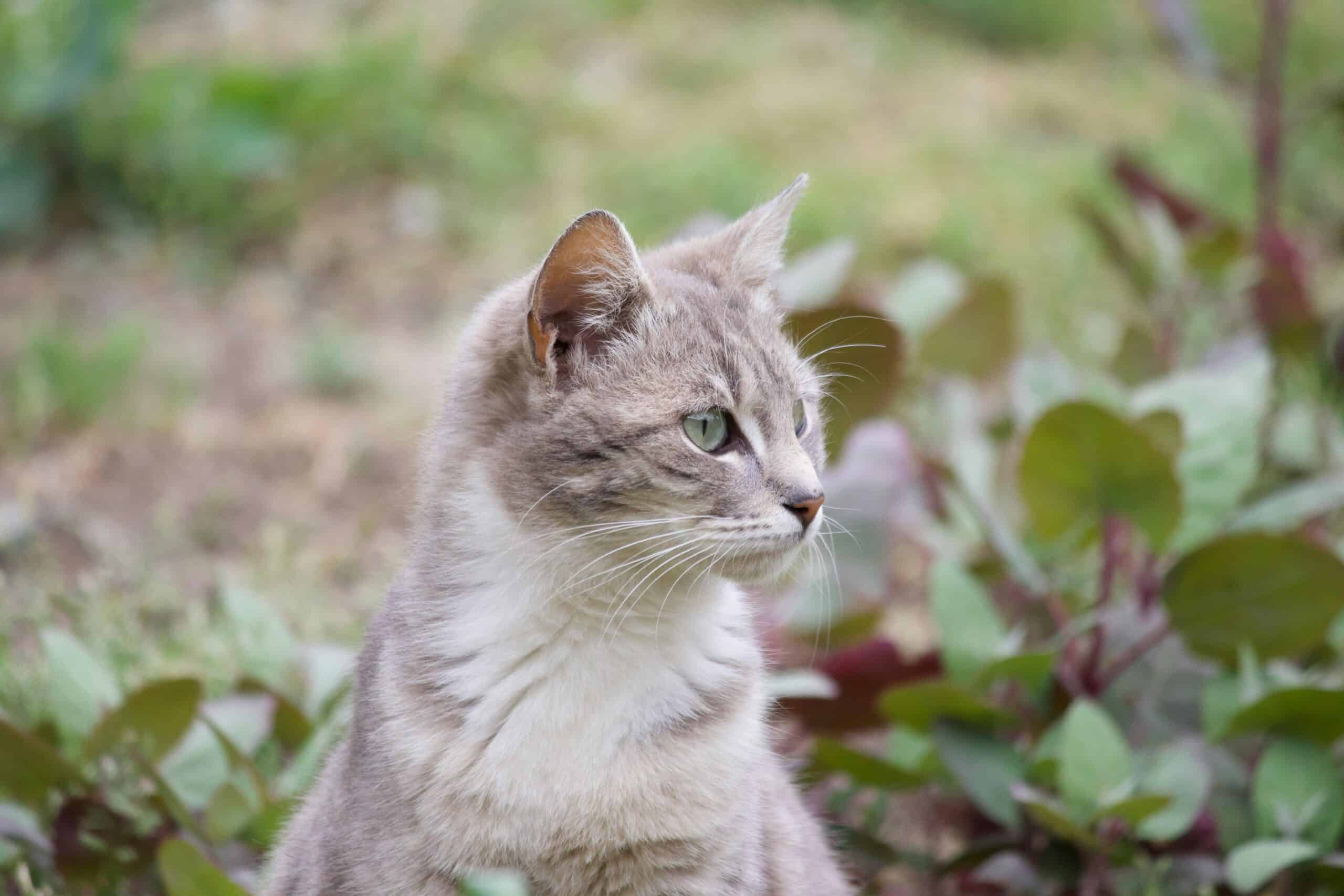 Cat looking at something in the distance