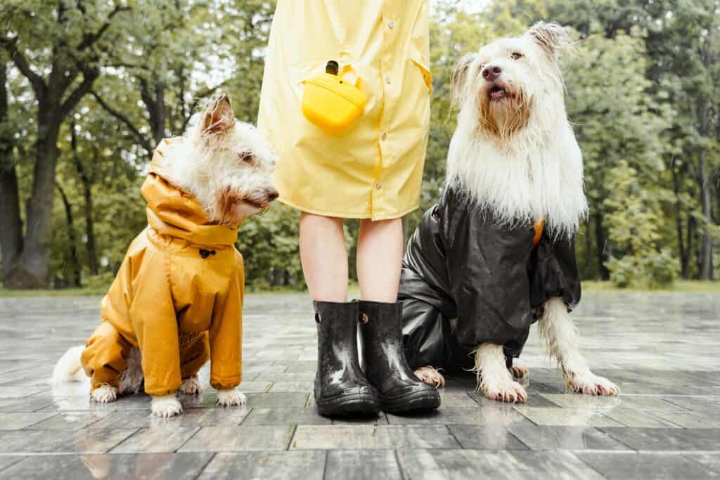 Rainy day pet activities