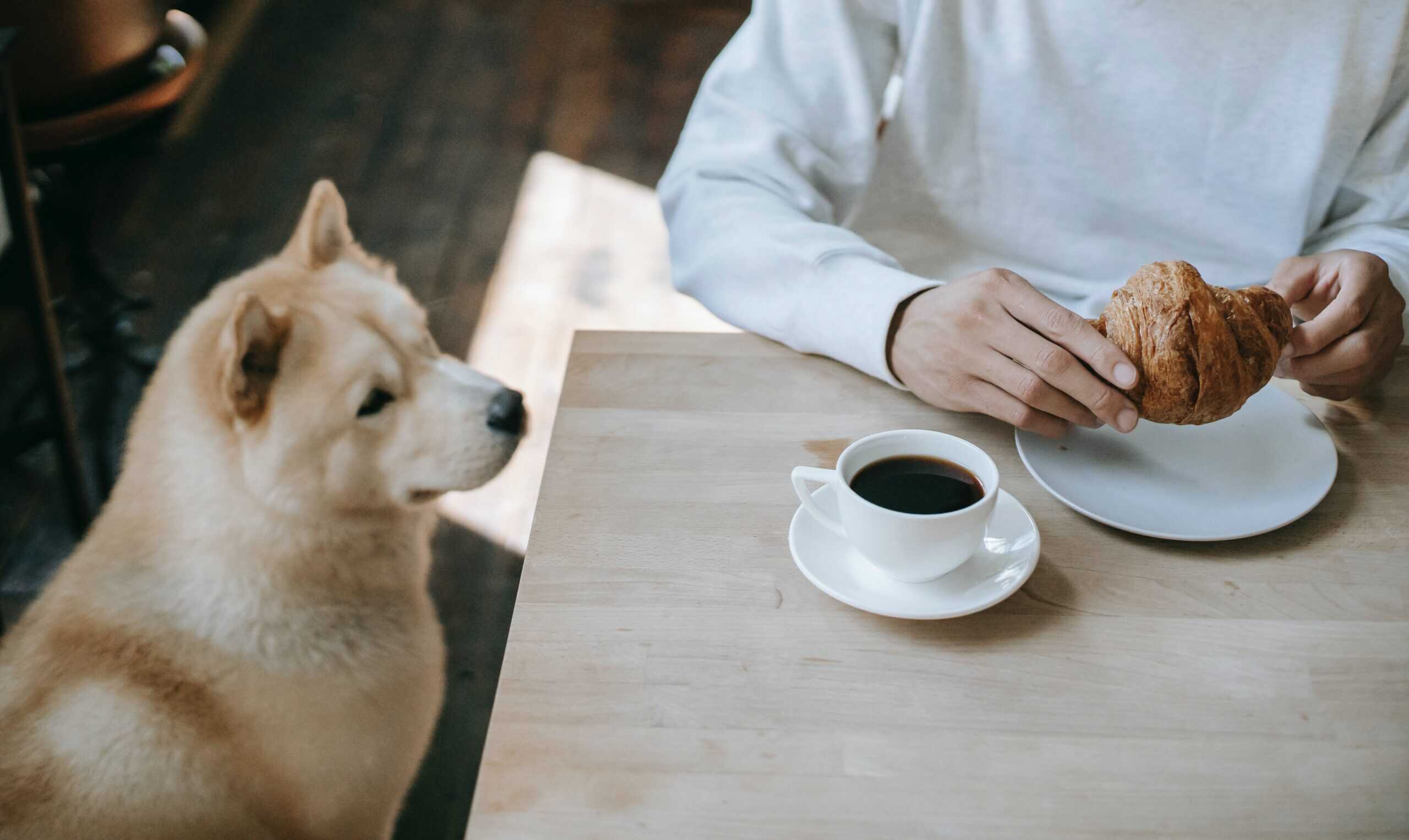 indoor dog-friendly businesses in Indianapolis indoor dog-friendly businesses in Indianapolis