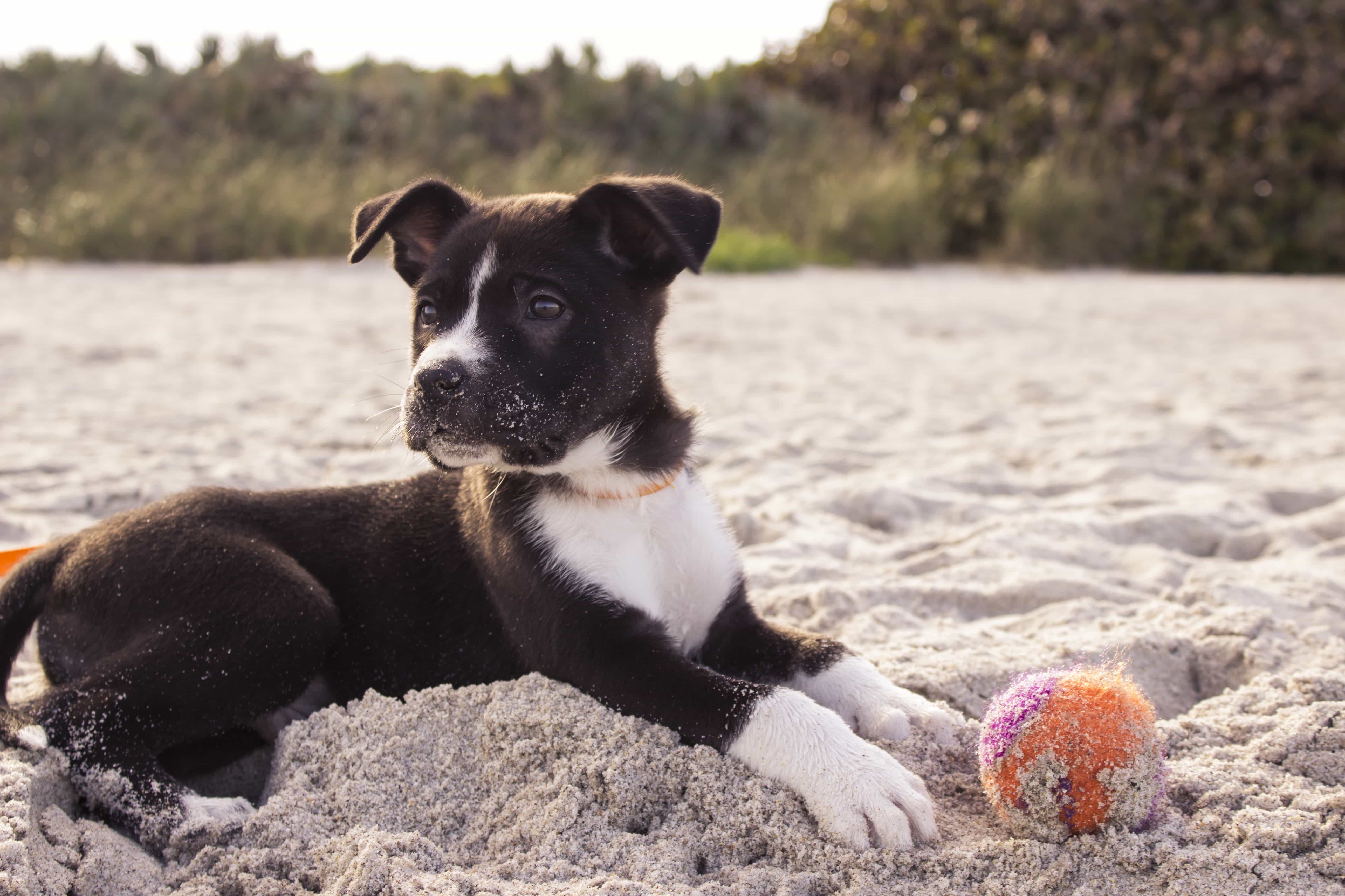 Dog Safety