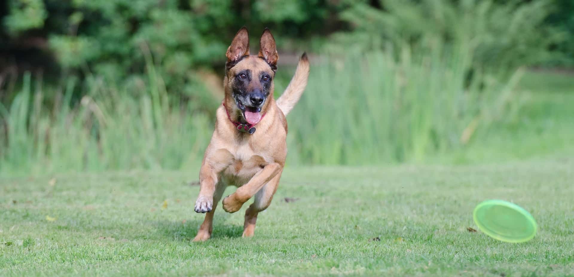 Dog parks in Pittsburgh