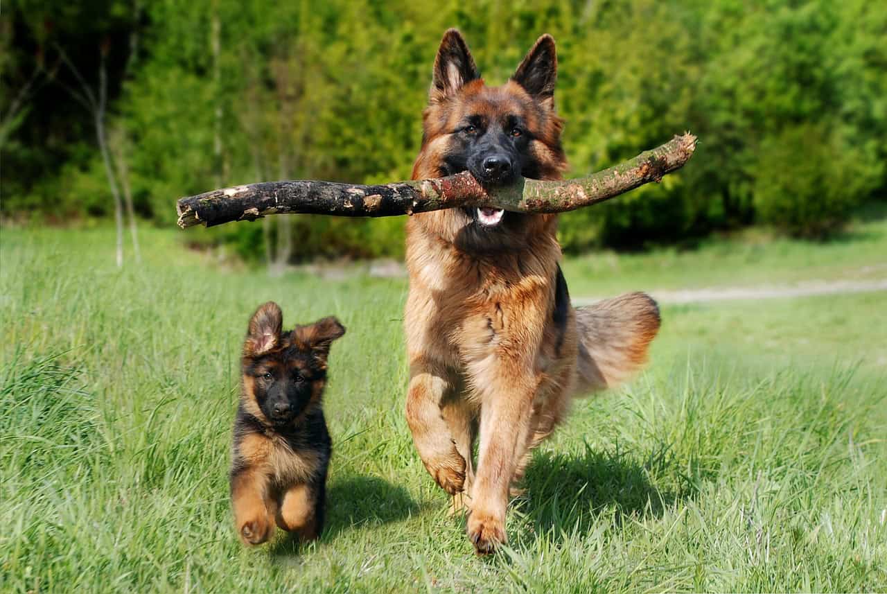 Statistics on the Most Popular Dog Breeds