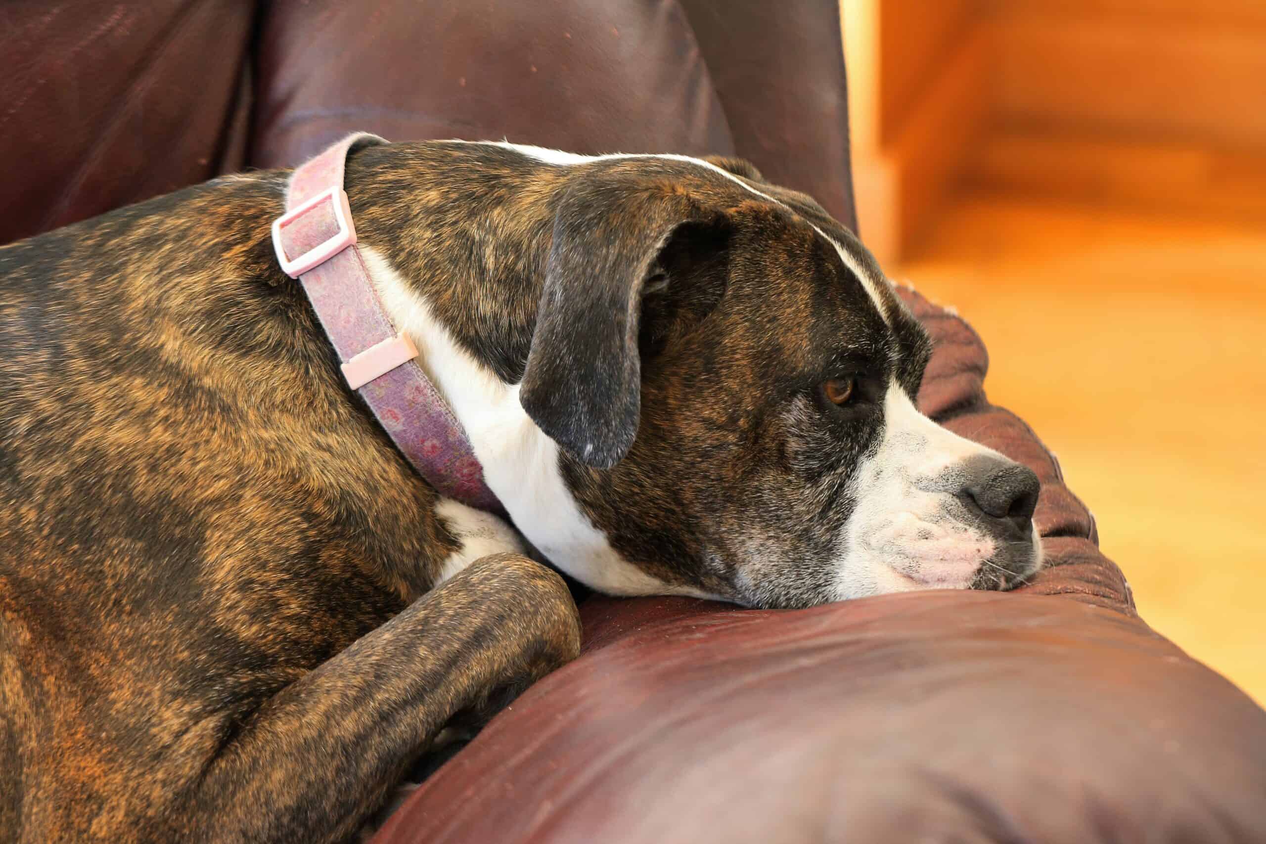 Separation Anxiety in Dogs: Signs, Causes, and Strategies for Preventing It