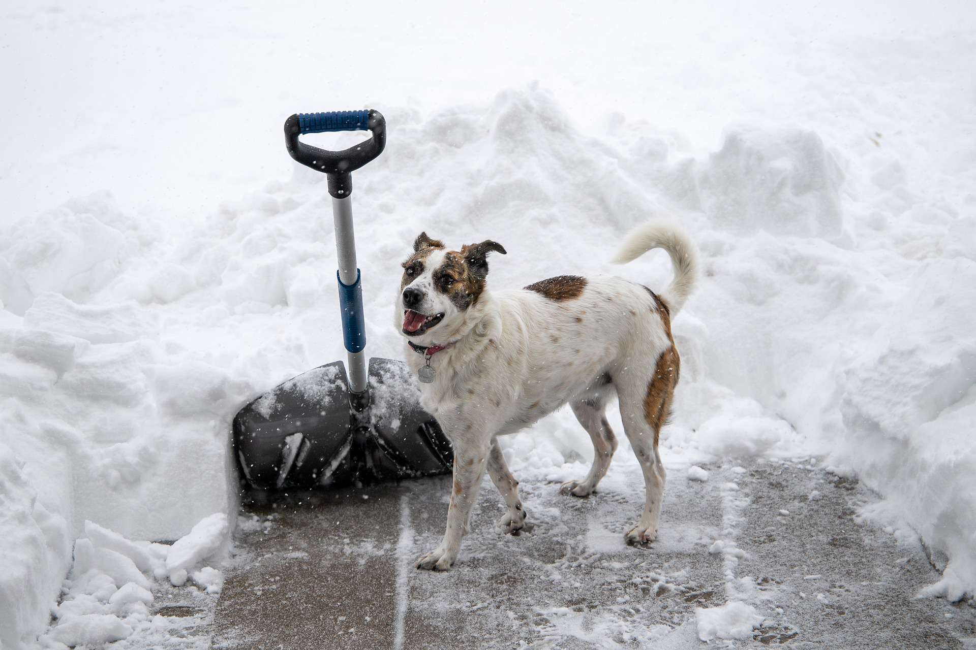 How to Exercise Your Dog in the Winter