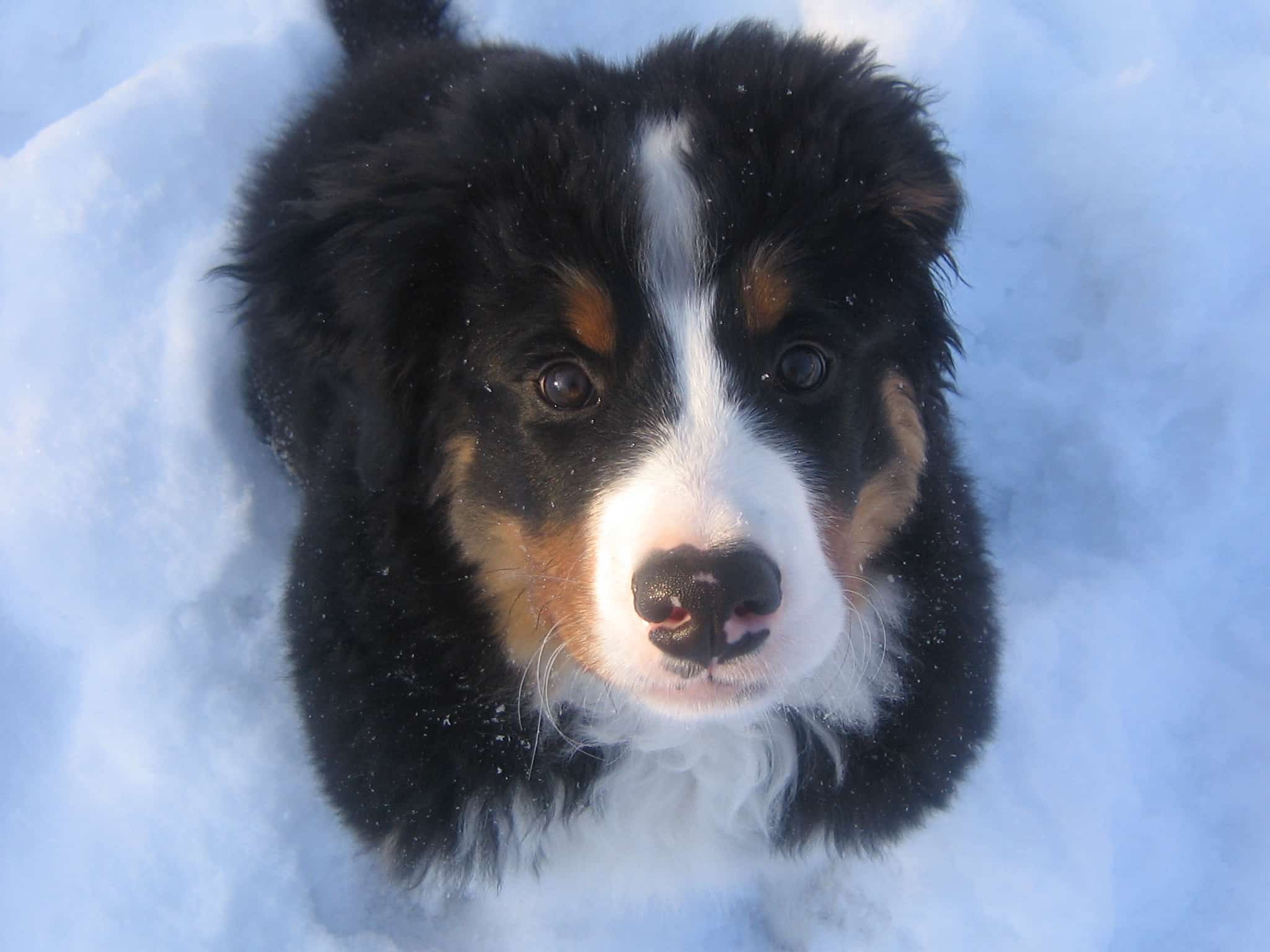Snow_dog