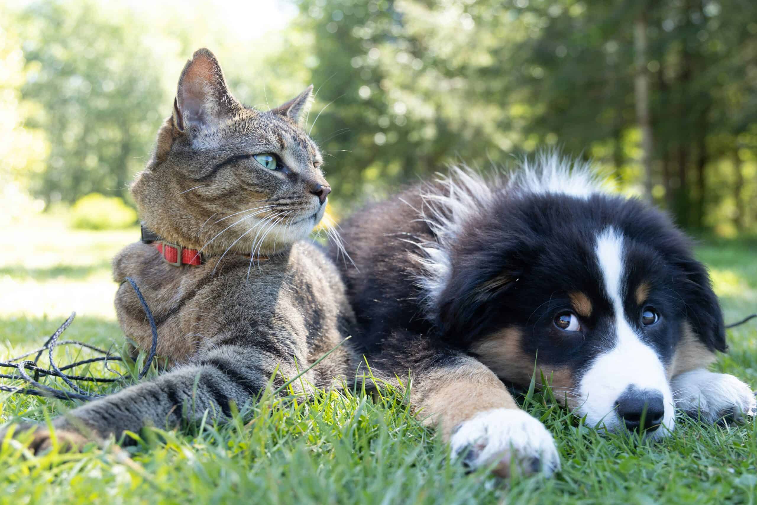 Cat and dog lying together in the grass