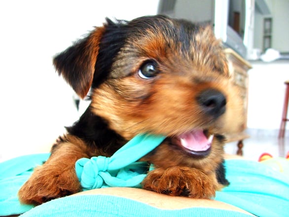 Is It Safe To Take My Dog to Daycare While I Work?