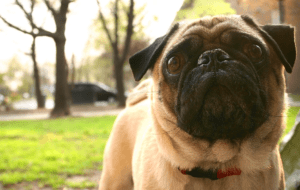 unsafe foods for dogs