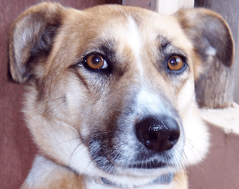 How to Properly Clean a Dog’s Ears