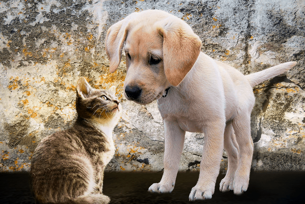 best local pet stores