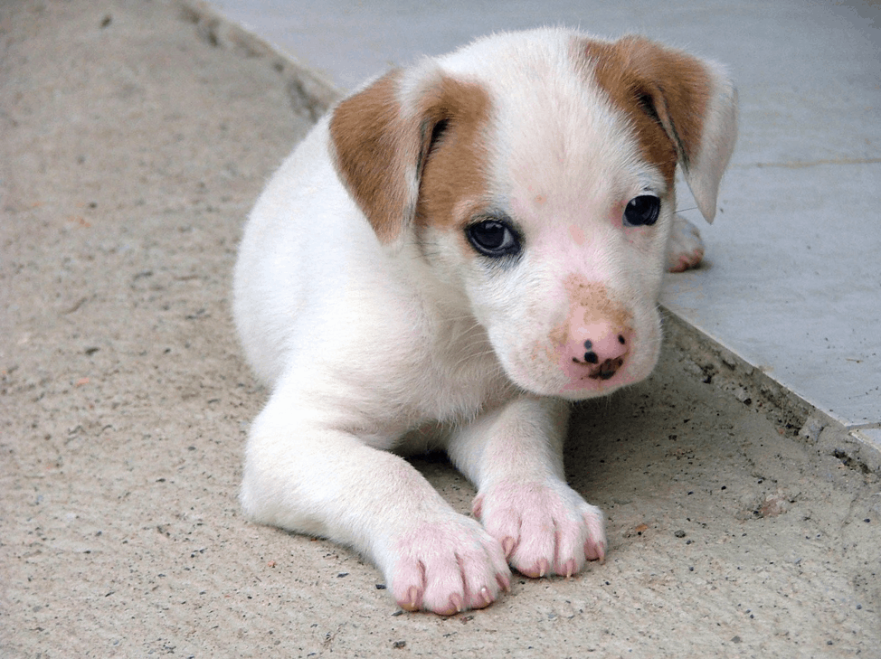 Tips to calm your dog Tips to calm your dog