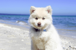 How Hot is Too Hot For Your Dog?