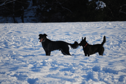 Why You Should Board Your Pet During the Holidays